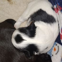 Chihuahuas from Laura Brown's Chihuahuas