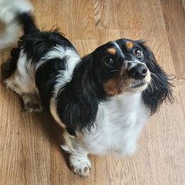 Riley - Dachshund
