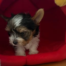 Valentino - Black tan and white male Biewer Terrier puppy in Concord, California from Puppy Boutique