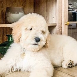 Poodles from Austin poodles