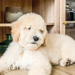 Poodles from Austin poodles