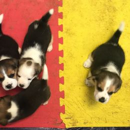 Beagles from Alakay Beagles