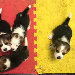 Beagles from Alakay Beagles