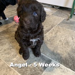 Girl 3 - Portuguese Water Dog puppy in Lakeview, Michigan from Cedar Creek Portuguese Water Dogs