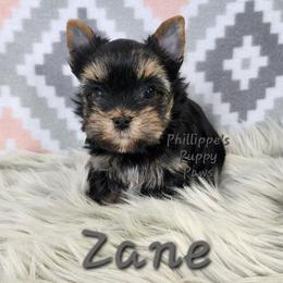 Zane - Black and tan male Yorkshire Terrier puppy in Adair, Oklahoma from Phillippe's Puppy Paws