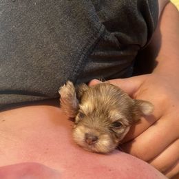 Shih Tzu, Shorkie, Yorkipoo, and Yorkshire Terrier Puppies from Little Rascal Ranch