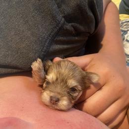 Shih Tzu, Shorkie, Yorkipoo, and Yorkshire Terrier Puppies from Little Rascal Ranch