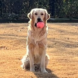 Hunter - Golden Retriever