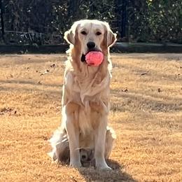 Hunter - Golden Retriever