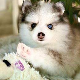 Pomsky Puppies from Jana Goodwin