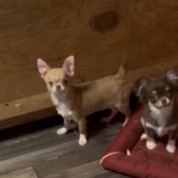 Chihuahua puppies from Heartland Pomeranians and Chihuahuas
