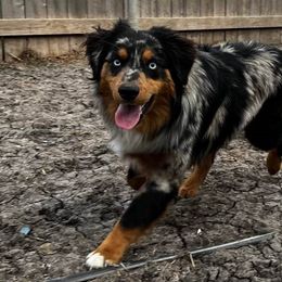 Boone - Miniature Australian Shepherd puppy from Caprock Mini & Toy Aussies