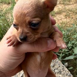 Girl 2 - Red and white female Chihuahua puppy in Sherwood, Arkansas from Bartelt Breeders