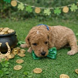 Jo Jo - Cream male Goldendoodle puppy in Houston, Texas from Were The Mack'Doodles