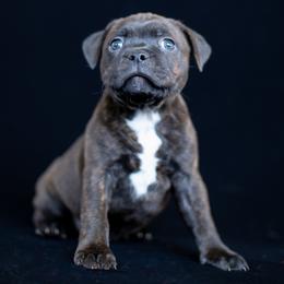 Boy 3 - male Staffordshire Bull Terrier puppy in Tomales, California from Moonspinner Staffords