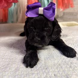 Olive - Black and white female Cockapoo puppy in Richton, Mississippi from Magnolia Hill Doodles