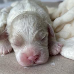 Frost - Sable and white male Cockapoo puppy in Tampa, Florida from Designer Puppy Boutique