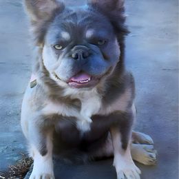 Xena - French Bulldog