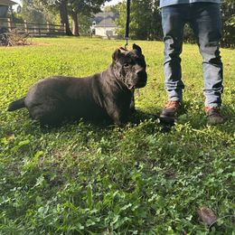 Harley - Black female Cane Corso puppy in South Carolina from Spagnolo Cane Corso