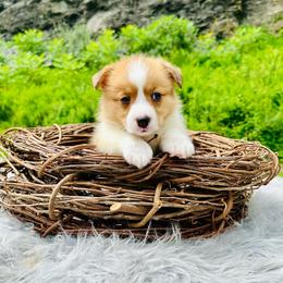 Clooney - Red male Pembroke Welsh Corgi puppy in Manchester, Kentucky from Riverside Corgis