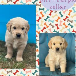 Golden Retriever Puppies from Purebred Golden Paws