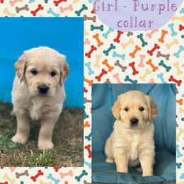 Golden Retriever Puppies from Purebred Golden Paws