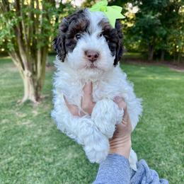 Tulip - Tri-color female Bernedoodle puppy in Carnesville, Georgia from Allie's Southern Doodles