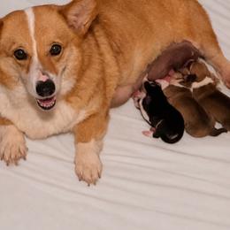 Boy 3 - Black and tan male Pembroke Welsh Corgi puppy in Ville Platte, Louisiana from Flat town corgis