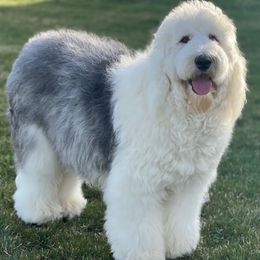 Josie - Old English Sheepdog