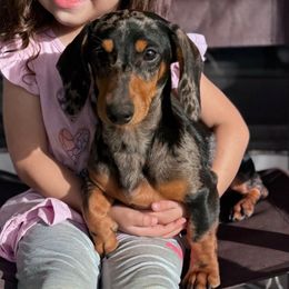 Molly - Dachshund