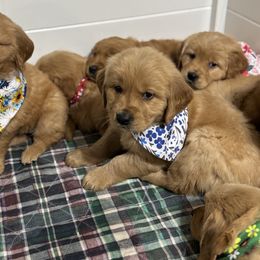 Buzz - Golden male Golden Retriever puppy in Payette, Idaho from Stonewick Retrievers