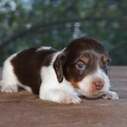 Puppy A Purebred DNA Tested Parents Family Raised - Piebald male Dachshund puppy in Haines City, Florida from Divine Poodle Paradise Standard Poodles & Divine Dachshunds