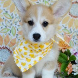 Igor - Red male Pembroke Welsh Corgi puppy in Oswego, Kansas from Wind Dial Farm