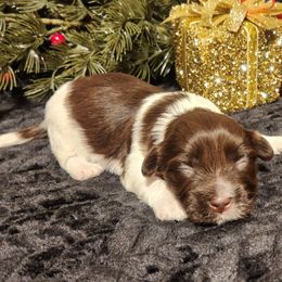 Big Jake - Chocolate male Havanese puppy in Hall County, Texas from Coyle Havanese Babies