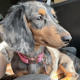Stormie - Dachshund