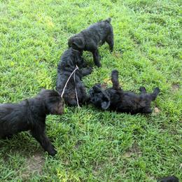 Giant Schnauzer Puppies from Riesenschnauzers von Reh Bach