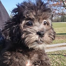 Damon - Black male Maltipoo puppy in Lebanon, Kentucky from Mosaic Merle Doodles