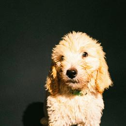 Puppy 4 - Cream male Goldendoodle puppy in Kileen, Texas from Cooper Goldendoodle