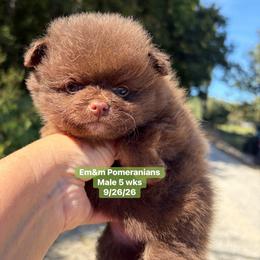 Chocolate 3200 pet only - Chocolate male Pomeranian puppy in Kentucky from Em&M Pomeranians