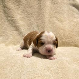 Hailey - Blenheim female Cavalier King Charles Spaniel puppy in Pennsylvania from Julie's Cavalier King Charles Spaniels