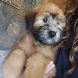 Soft Coated Wheaten Terrier Puppies from Hardin Hills Wheatens