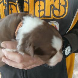 Orange Collar - Red tri-color male Australian Shepherd puppy in Selma, North Carolina from Eon's Aussies