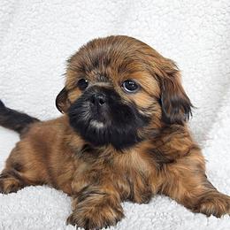 ARCHIE - Red male Shih Tzu puppy in Las Vegas, Nevada from Beirin Breige Shih Tzus
