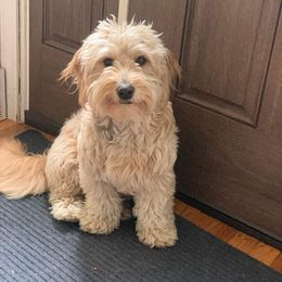 Goldendoodle and Golden Retriever All Grown Up from Servant Kennel