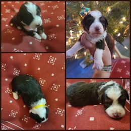 Aussiedoodle Puppies from Southern Charm Farms