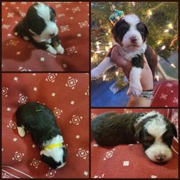 Aussiedoodle Puppies from Southern Charm Farms