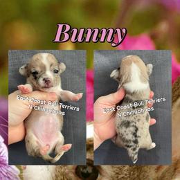 Bunny - Merle female Chihuahua puppy in Kannapolis, North Carolina from East Coast Bull Terriers N Chihuahuas