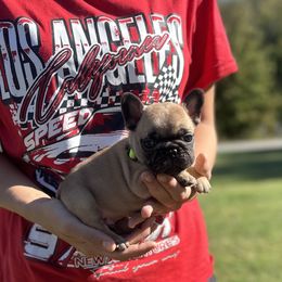 Alvin - Fawn male French Bulldog puppy in Daviess County, Kentucky from Blissful Euro Boxers & French Bull Dogs