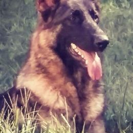 German Shepherds from Wonderland Kennel