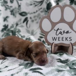 Benjamin Bunny - Cream male Dachshund puppy in Dothan, Alabama from Little House Pups